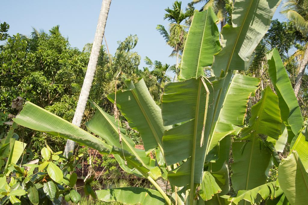 Garden Inn Mirissa Ngoại thất bức ảnh