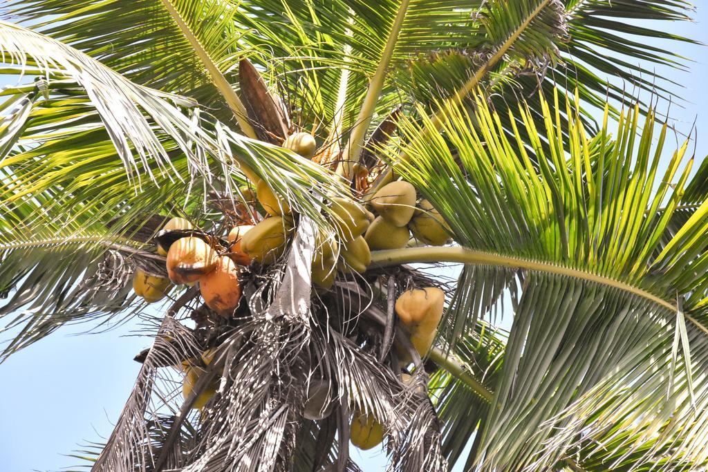 Garden Inn Mirissa Ngoại thất bức ảnh